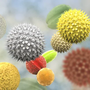 allergikergeeignet - Pollenkörner von verschiedenen Pflanzen - Stock-Fotografie